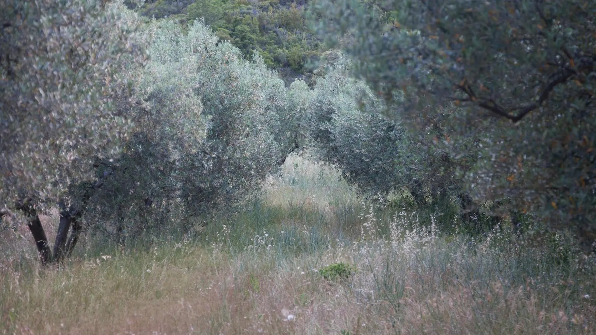 Mas De Baubesse: Paradise In Provence Les Baux-de-Provence